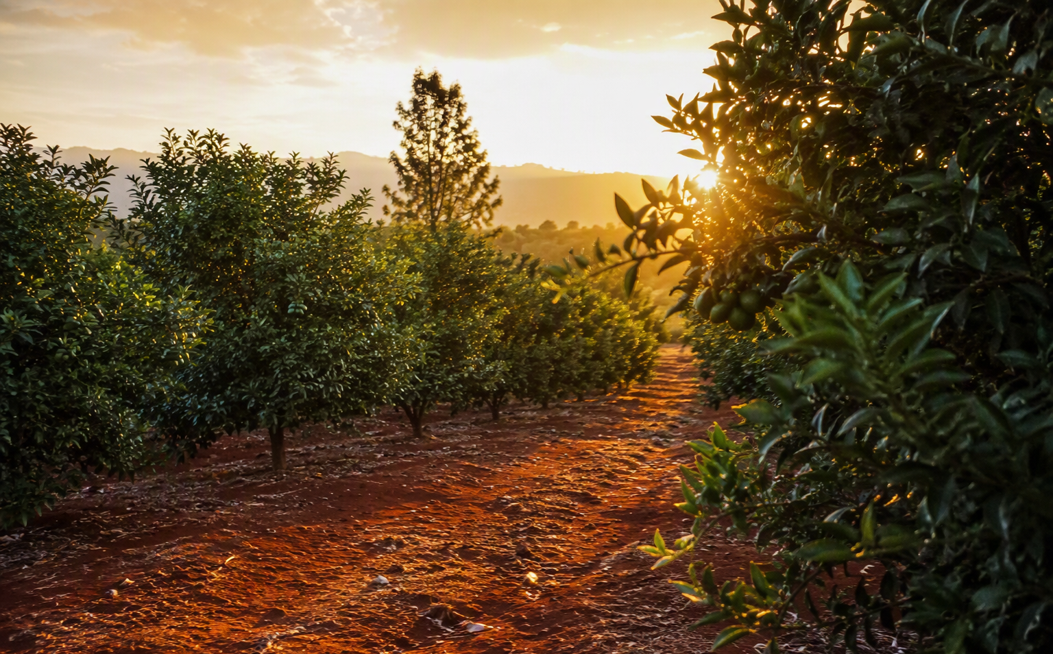Macadamia plantation at sunrise